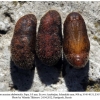 satyrium acaciae abdominalis shamkir pupa2